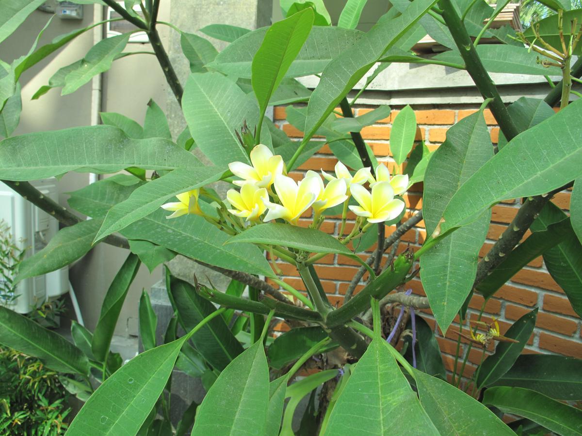 Hotel Sunrise Coconut House Ubud Esterno foto